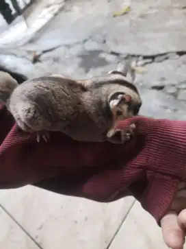 Joe Sugar Glider CG x LEU