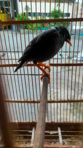 Burung jalak kebo