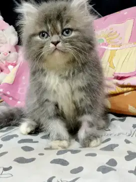 Kitten Persia bulu lebat, 2 bln an, grey jantan dan putih betina