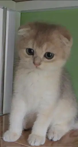 SCOTTISH FOLD GOLDEN AY11 JANTAN KET IMPOR