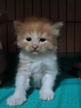 Kucing Persia 2 bulan