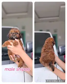 Shipoo shihtzu poodle sepasang