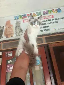 Ragdoll betina 5 bulan