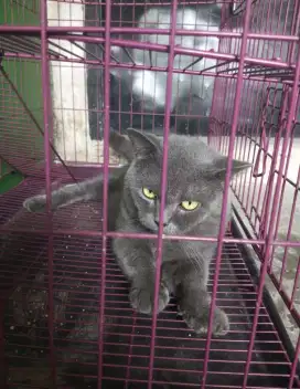 Bsh jantan 10 bulan