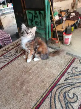 Persia Calico 3 bulan