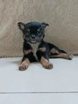 Jual Chihuahua jantan