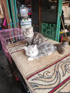 Persia marble betina 3 bulan