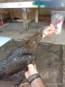 Ayam biang pama