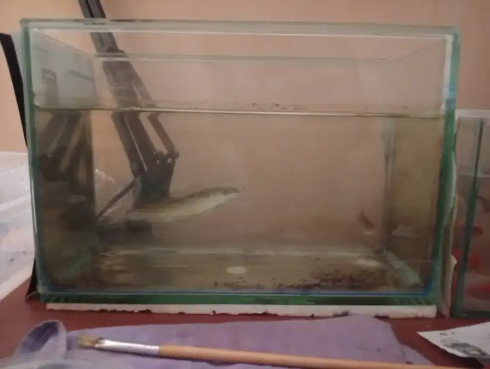 Ikan Channa Maru YS