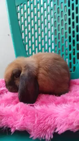 Anak Kelinci Holland Lop, Aman Adopt