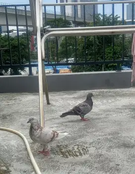 Burung dara + anakan 2 ekor