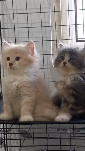 LA kitten persia