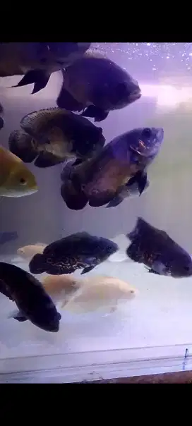 Ikan hias Oscar tankmate ikan arwana