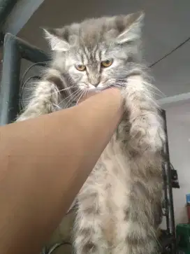 KUCING PERSIA BETINA