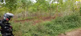 Tanah kebun dijual pandanlandung lt6700 leb100 akses truck