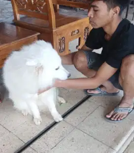 indukan samoyed