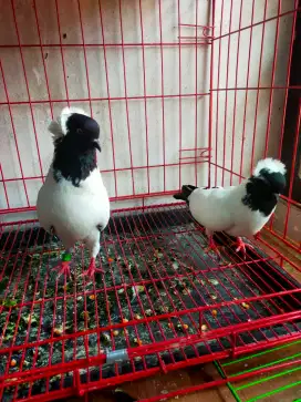 Merpati hias sepasang blacknun