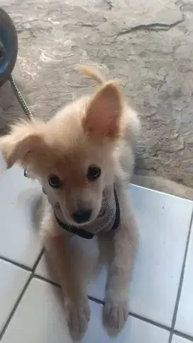 Anjing jenis pom jantan