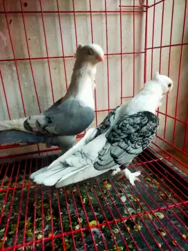 Merpati hias sepasang