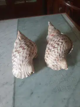 Kulit kerang besar