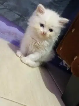 Kitten mix Persia anggora