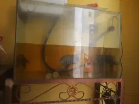 Dijual akuarium + rak