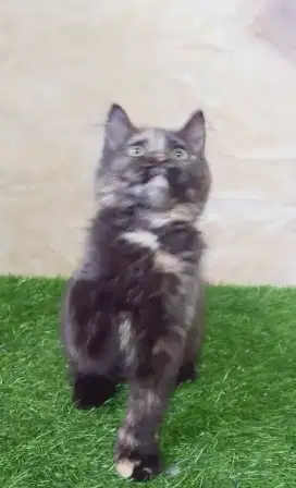 Kitten Munchkin ns betina
