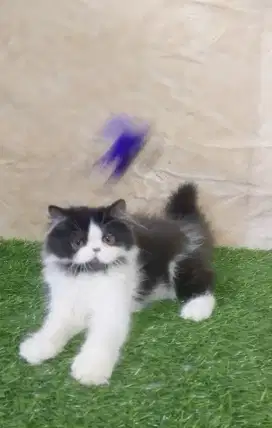 Kitten Betina Persia flatnose usia 3bln