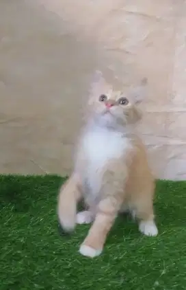 Kitten Betina Munchkin BSH ns