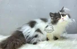 Betina flatnose
