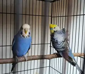 Parkit Hagoromo