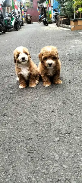 Poodle kaki pendek