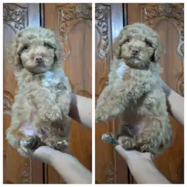puppies toy poodle