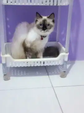 anak kucing persia Himalaya