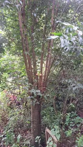 Pohon kayu manis