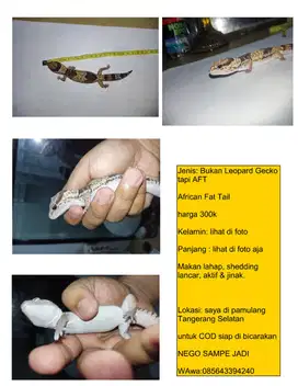 Leopard Gecko tapi AFT African Fat Tail