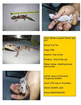 AFT Bukan Leopard Gecko tapi AFT African Fat Tail