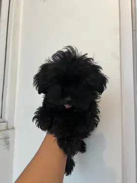 Donasi Anjing Shitzu mix Poddle