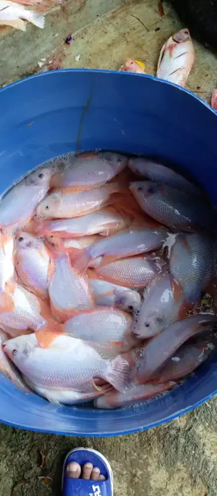 Nila konsumsi kolam air deras