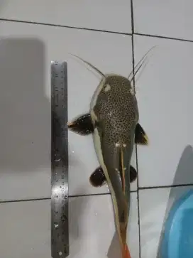 RTC -+40cm makan rakus