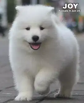 Samoyed betina •JOY•