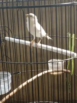 Jual kenari putih polos..burung sehat gacor no cacat