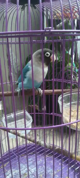 Lovebird jantan sibiru