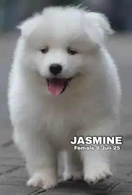 Samoyed betina •JASMINE•