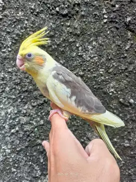 Baby Lolohan Burung Falk Parkit Australia Cockatiel Jinak
