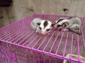 Sugar Glider Classic Grey