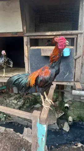 Ayam bangkok blaster