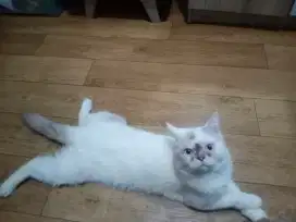 Lepas Adopsi Kucing Jantan Persia