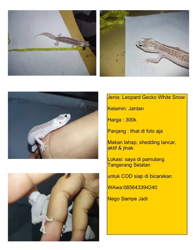Leopard Gecko White Snow