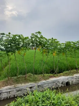 Dijual Sawah pinggir jalan desa dekat pemukiman warga